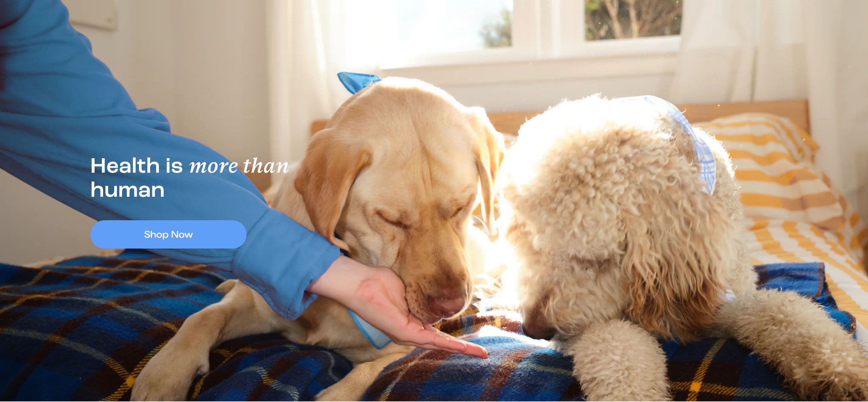 Hero section from Dog Is Human, a pet Shopify store — desktop screenshot